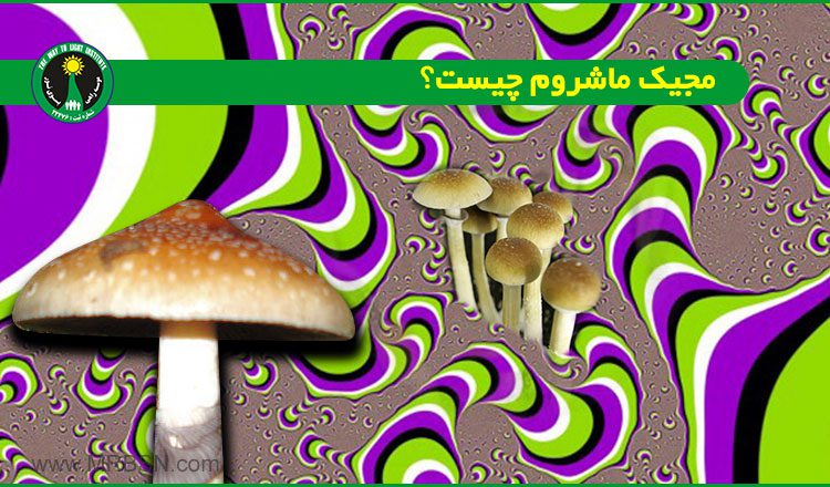 مجیک ماشروم چیست؟ what-is-Magic-Mushroom