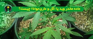 وید چیست و عوارش وید کشیدن