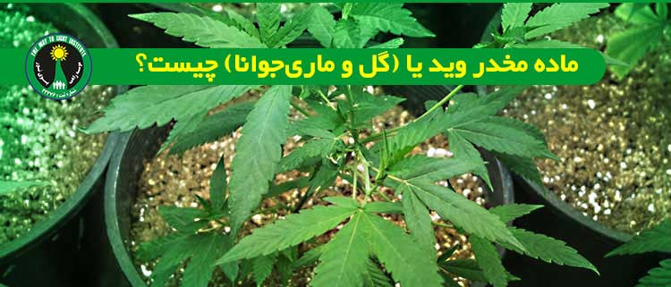 وید چیست و عوارش وید کشیدن